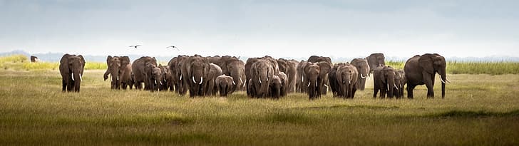 超広角、象、ケニア、自然、動物、アフリカ、 HDデスクトップの壁紙