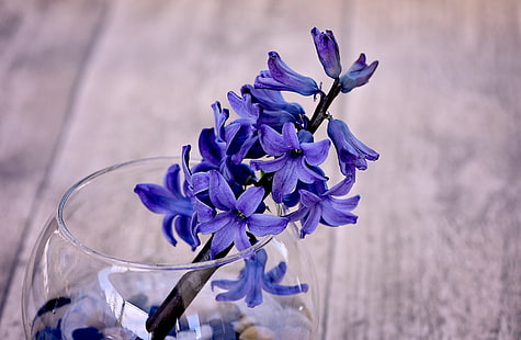 Blå hyacintblomma i vas, lila kronbladiga blommor, Vintage, blå, blomma, vår, blommor, trä, stänga, glas, doftande, hyacint, söt, vårtid, stilleben, blåblomma, vårblomma, doftande, HD tapet HD wallpaper