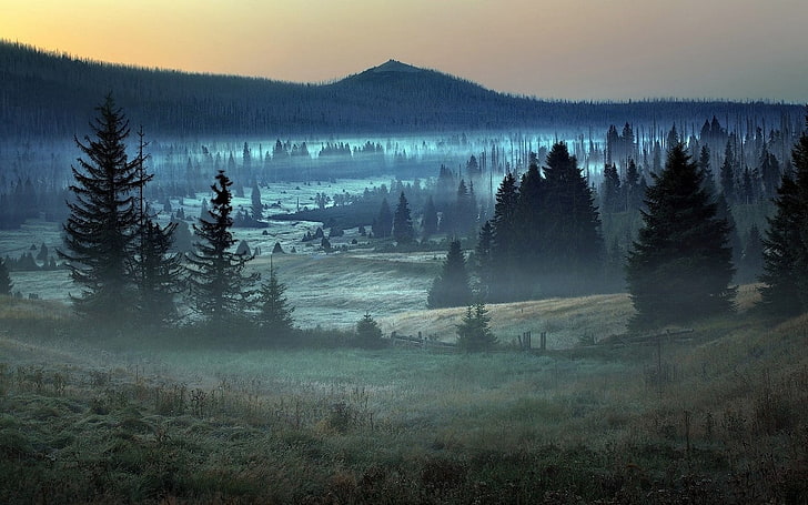 sosny w pobliżu górskiej cyfrowej tapety, natura, krajobraz, mgła, las, Niemcy, drzewa, góry, trawa, Tapety HD