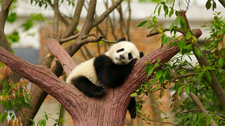 panda, animale, carino, orso, orso panda, rilassante, Sfondo HD