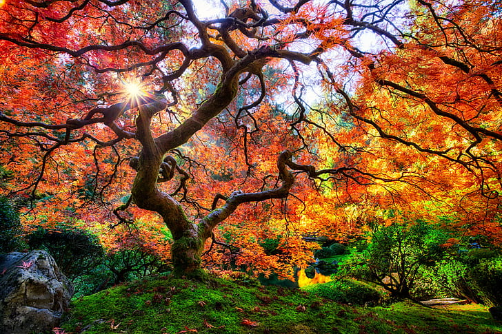 drzewa pomarańczowe, matti, matti, drzewo, liść, oregon, ogród japoński portland, kolorowe, kolory, jesień, jesień, gałęzie, ogień, szeroki kąt, niesamowity, kolor pomarańczowy, krzywy, poskręcany, natura, las, na zewnątrz, czerwony, krajobraz, sezon, multi Kolorowe, Tapety HD