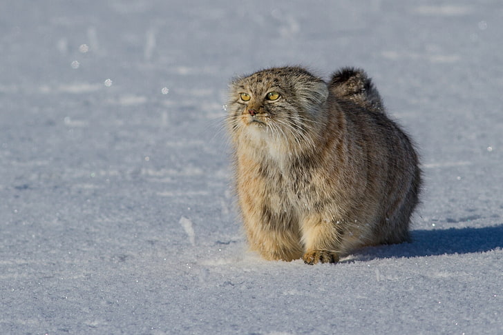 แมวพัลลัสปุยน้ำแข็ง Animal, วอลล์เปเปอร์ HD