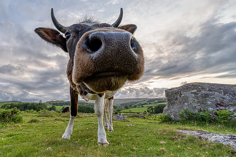 Animal, vaca, Fondo de pantalla HD HD wallpaper