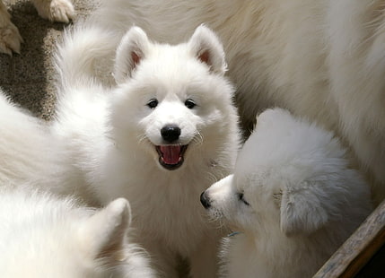 baby, Canine, dog, dogs, puppy, samoyed, HD wallpaper HD wallpaper