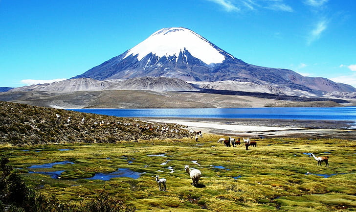 chèvre sur l'herbe verte avec la montagne sous le ciel bleu, chili, chili, volcan, montagne, neige, paysage, lac, japon, paysages, dehors, mt Fuji, sommet de la montagne, Fond d'écran HD