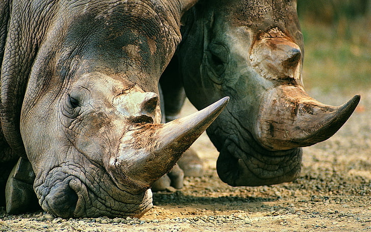 deux rhinocéros, museau, rhinocéros, corne, repas, Fond d'écran HD