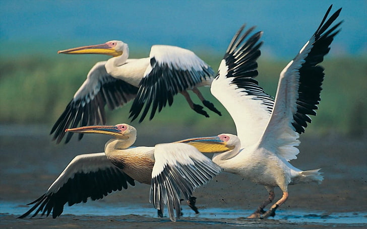 three white pelicans, pelicans, flying, wings, flap, HD wallpaper