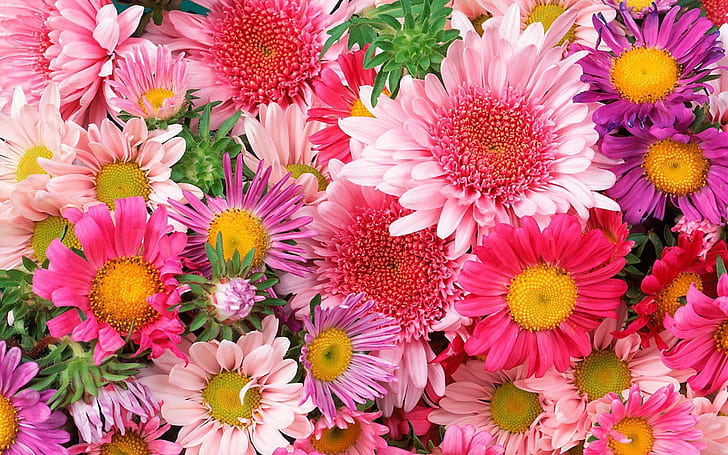 Fiori colorati, crisantemo, fiori rosa, rosa e viola della dalia, colorati, fiori, crisantemo, rosa, Sfondo HD