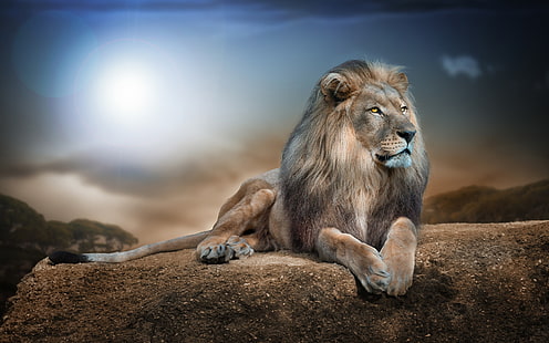 Lion, pierre, lune, Lion, Pierre, Lune, Fond d'écran HD HD wallpaper
