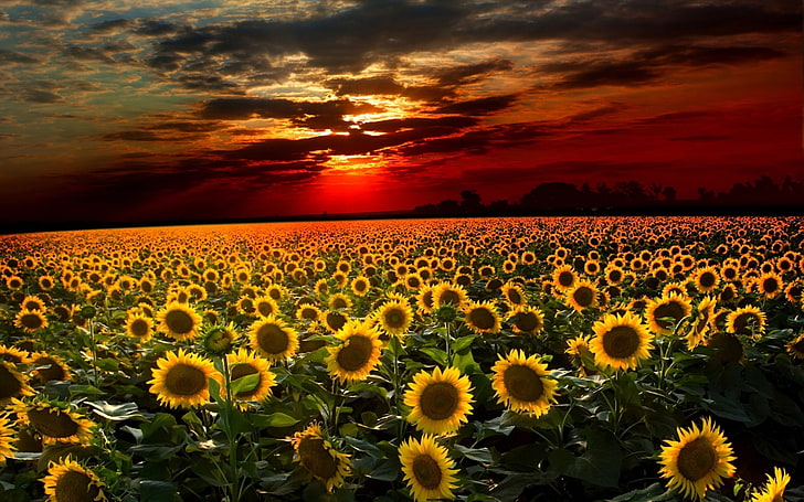 Sonnenblumenhintergrund für Computer, HD-Hintergrundbild