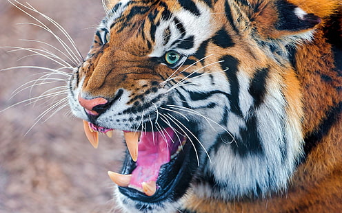 бенгальский тигр, тигр, зубы, злой, морда, хищник, HD обои HD wallpaper