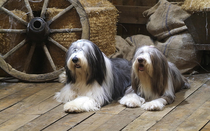 iki yetişkin siyah-and0white eski İngiliz çoban köpekleri, sakallı kömür ocağı, köpek, çift, yalan, HD masaüstü duvar kağıdı