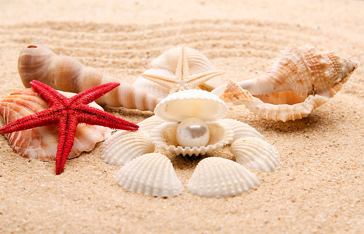manojo de conchas marinas, arena, mar, playa, orilla, concha, verano, azul, paraíso, estrellas de mar, conchas marinas, Fondo de pantalla HD