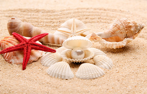 bunch of sea shells, sand, sea, beach, shore, shell, summer, blue, paradise, starfish, seashells, HD wallpaper HD wallpaper
