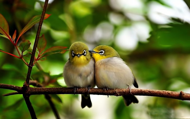 Vögel, japanisches weißes Auge, Vogel, weißes Auge, HD-Hintergrundbild