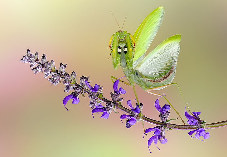 Angry Praying Mantis, praying mantis, green, roberto aldrovandi, macro, flower, insect, pink, HD wallpaper