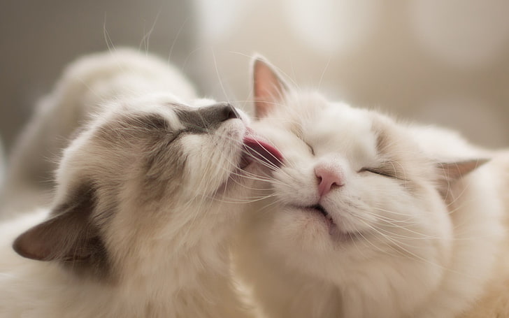 แมวลายสีขาวและสีน้ำตาลแมวระยะชัดลึกมิตรภาพ, วอลล์เปเปอร์ HD