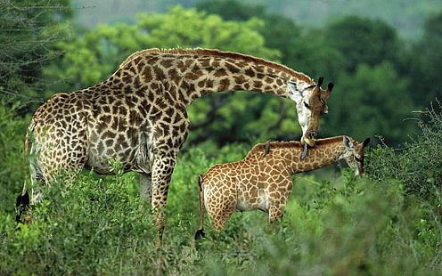 две жирафи, жирафи, двойка, трева, дете, грижи, разходка, HD тапет HD wallpaper