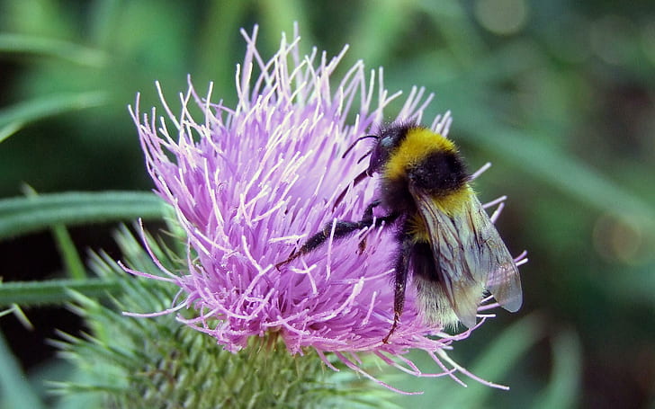 Я пчела, шмель, желтый, черный, цветок, фиолетовый, 3d и аннотация, HD обои