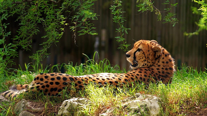 Cheetah HD, animals, cheetah, HD wallpaper