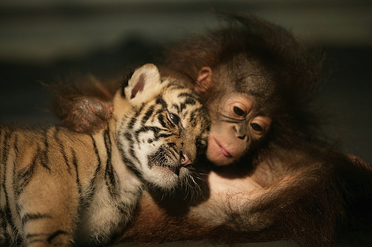 baby monkey and tiger cub, tiger, orangutan, friends, HD wallpaper