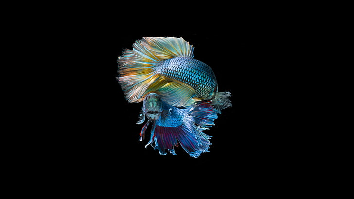 deux poissons betta bleus, poissons, poissons, paillettes, queue, squama, Fond d'écran HD