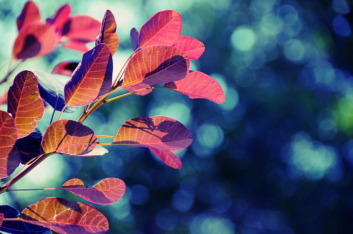 Hoja de otoño, hojas de color rosa y marrón, otoño, hoja, naturaleza y paisaje., Fondo de pantalla HD
