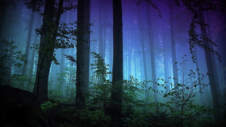 푸른 나무 그림, 어둠, 숲, 자연, 나무, 식물, HD 배경 화면