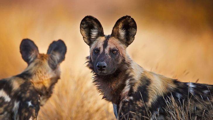 african, wild dogs, kruger, national park, south africa, wild animals, wildlife, HD wallpaper