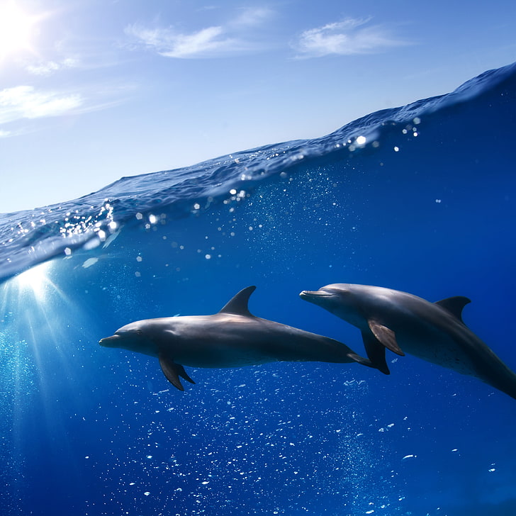sea, the sky, the sun, dolphins, under water, HD wallpaper
