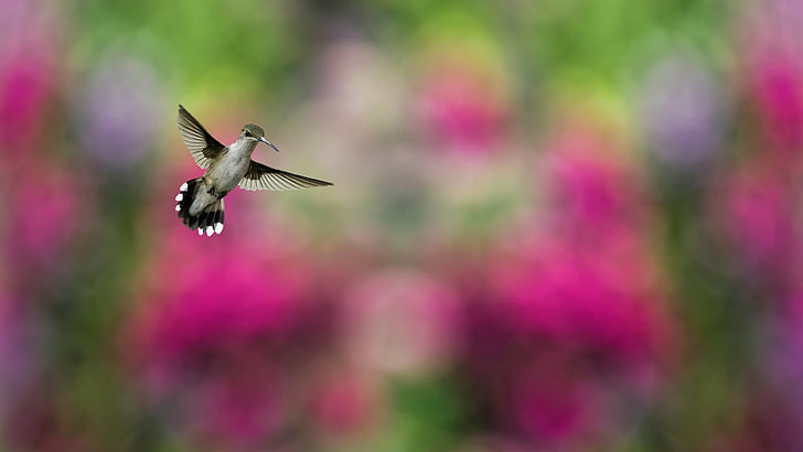 мелкий фокус черно-белого колибри, птица, колибри, колибри, красочный, размытость, HD обои