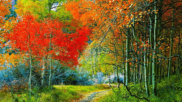 Pfad durch Herbstwald, Bäume, Pfad, Wälder, Natur, Herbst, Natur und Landschaften, HD-Hintergrundbild