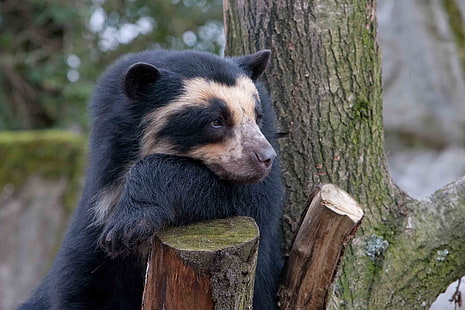 الدب الأسود والبني ، الدب النظارة ، الدب ، الحزن ، الخشب، خلفية HD HD wallpaper