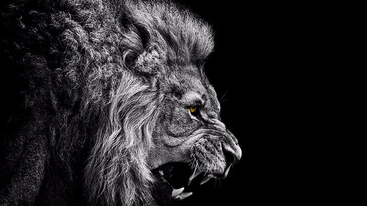 aslan, vahşi, tek renkli fotoğrafçılık, siyah, tek renkli, karanlık, hayvan, gözler, HD masaüstü duvar kağıdı