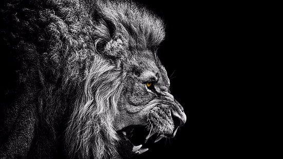 lion, wild, monochrome photography, black, monochrome, dark, animal, eyes, HD wallpaper HD wallpaper