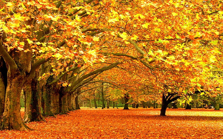 الأشجار المورقة الصفراء ، الأشجار ، الخريف ، الطبيعة، خلفية HD