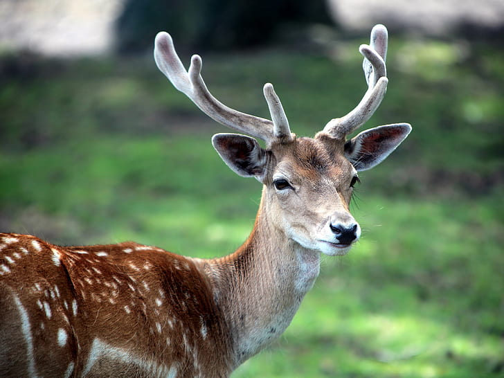 Sika deer, Deer, HD wallpaper
