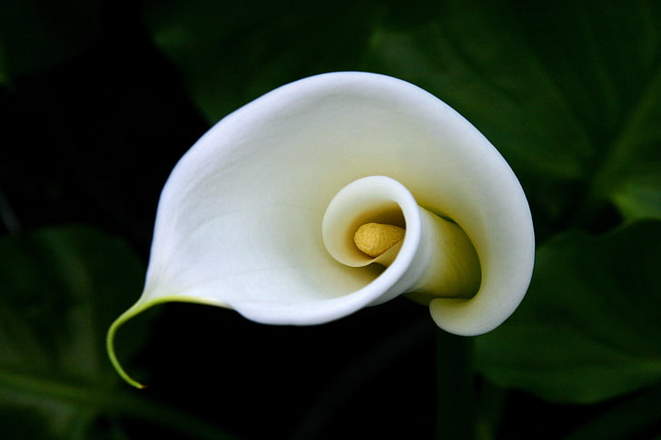 white calla lily flower, curls, pistil, Calla lilies, HD wallpaper