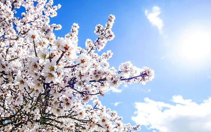 white cherry blossom, nature, flowers, sky, plants, HD wallpaper