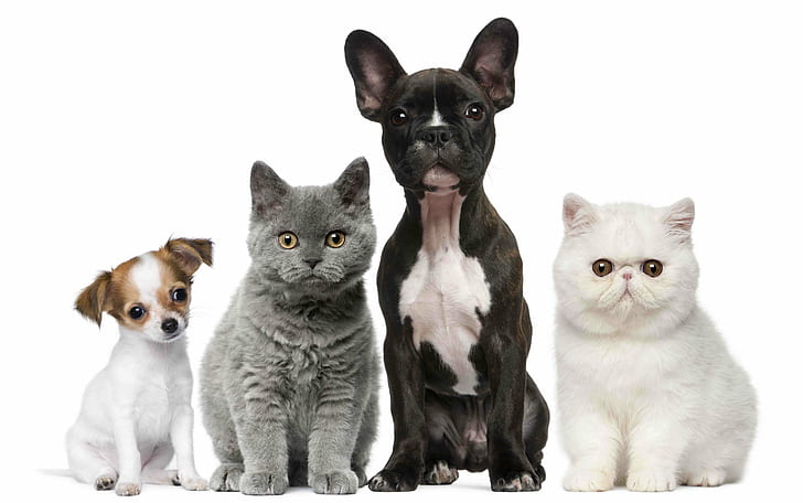 животные, малыш, кошки, собаки, котенок, щенок, HD обои
