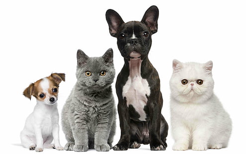animales, bebé, gatos, perros, gatitos, cachorros, Fondo de pantalla HD HD wallpaper