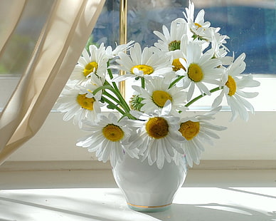 Gänseblümchen blüht Dekoration, Kamille, Blumen, Fensterbrett, Vase, Vorhang, HD-Hintergrundbild HD wallpaper