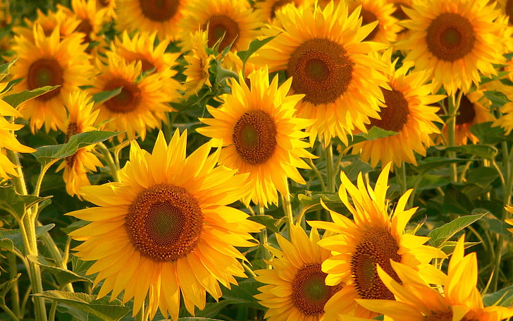 yellow sunflowers, sunflowers, field, stalks, summer, HD wallpaper