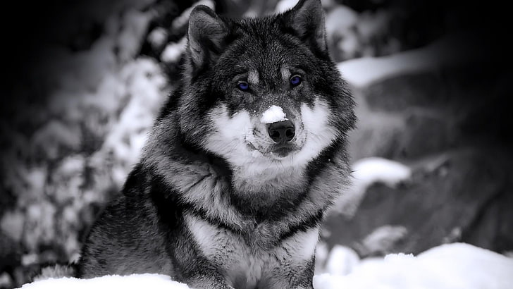 grayscale photography of wolf, dog, animals, wolf, selective coloring, HD wallpaper