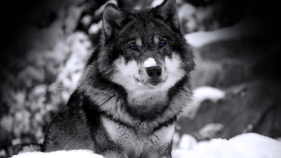 fotografia w skali szarości wilka, psa, zwierząt, wilka, wybiórczego barwienia, Tapety HD HD wallpaper
