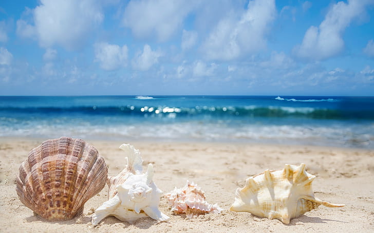 Coquillages dans le sable, coquillages, coquillages, surf, mer, sable, Fond d'écran HD
