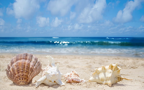 Seashells in sand, seashells, shells, surf, Sea, sand, HD wallpaper HD wallpaper