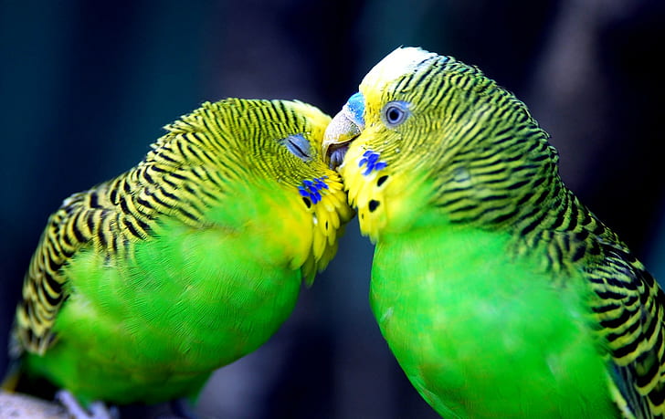 Papagei, Paar, gestreift, Kopf, Schnabel, HD-Hintergrundbild