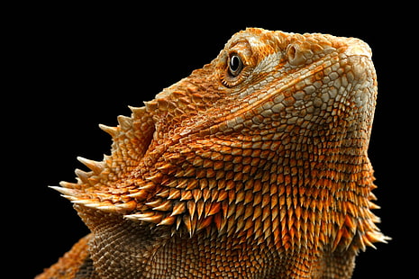 bearded, dragon, lizard, nature, reptile, wildlife, HD wallpaper HD wallpaper