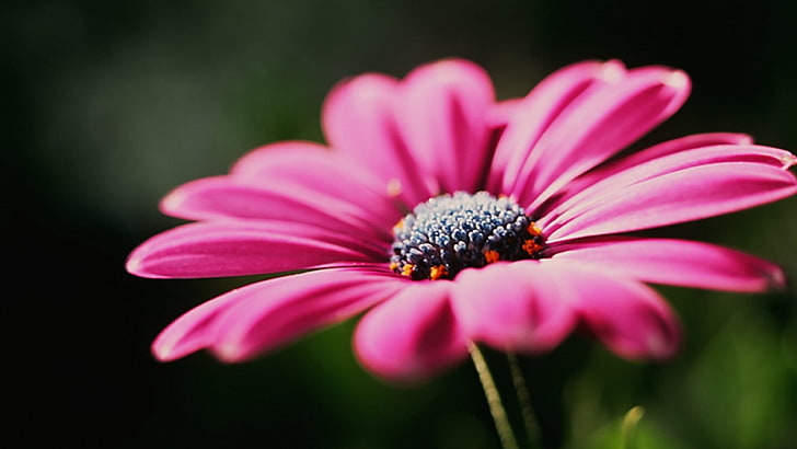 rosa Blume, Blumen, Natur, rosa Blumen, Makro, HD-Hintergrundbild